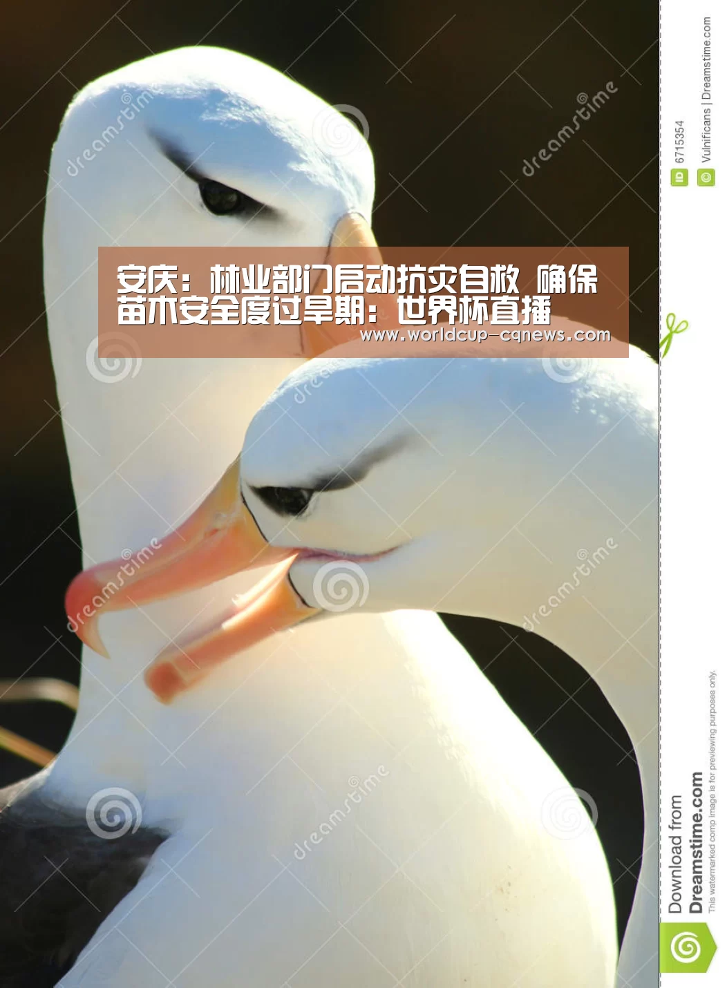 安庆：林业部门启动抗灾自救 确保苗木安全度过旱期：世界杯直播